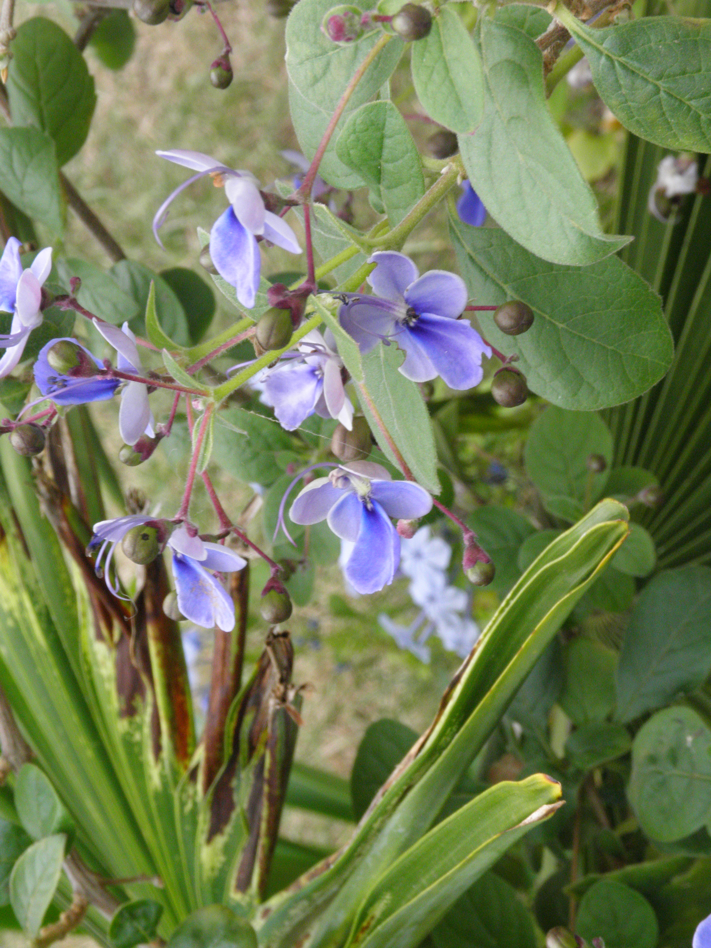 august